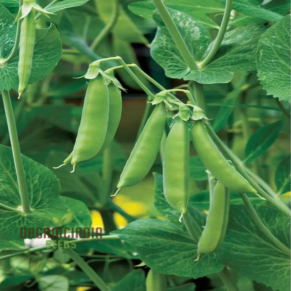 Sugar Snap Pea Seeds for Planting, Ideal for Vegetable Gardening and Home Gardens