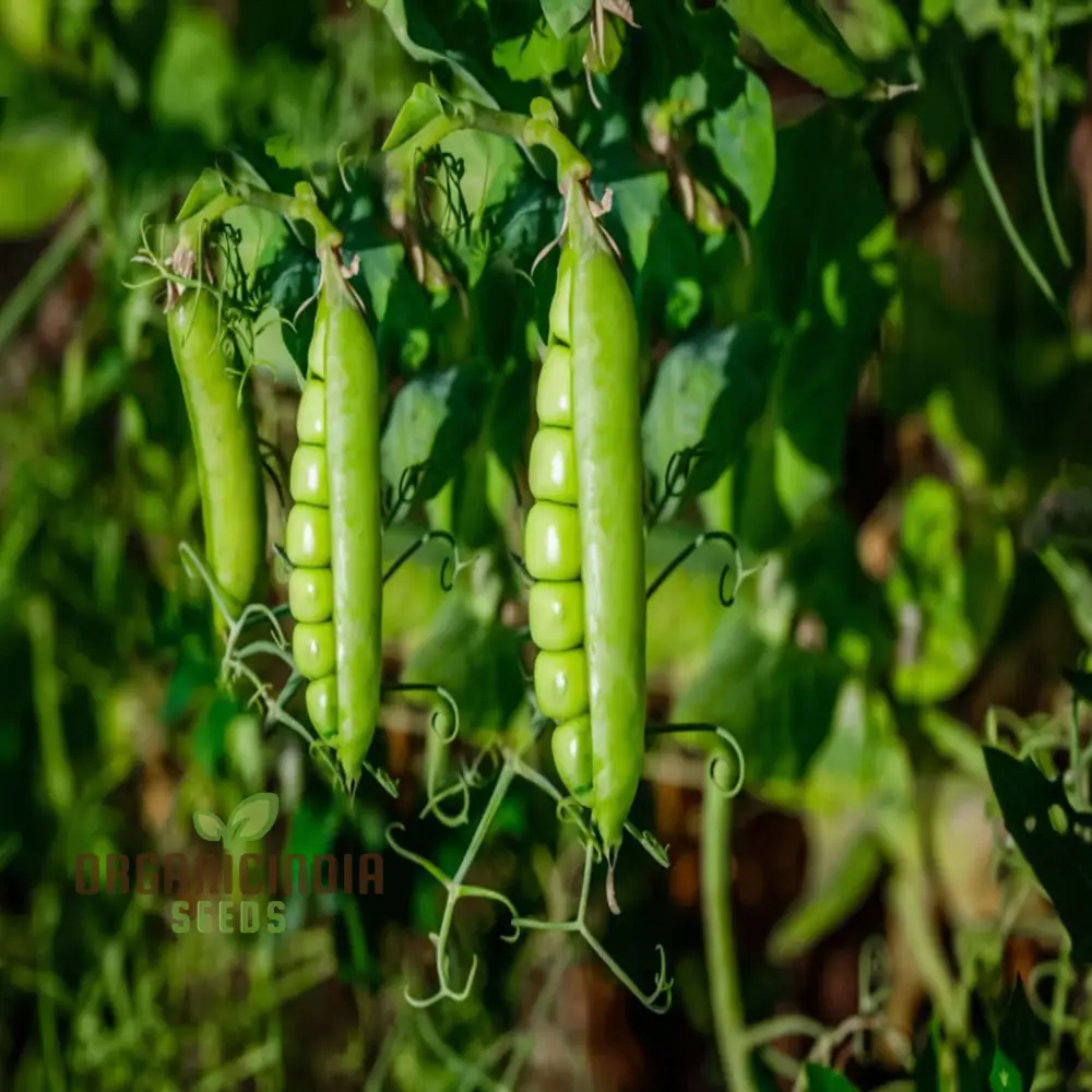 Sugar Snap Pea Seeds for Planting, Ideal for Vegetable Gardening and Home Gardens - Image 3