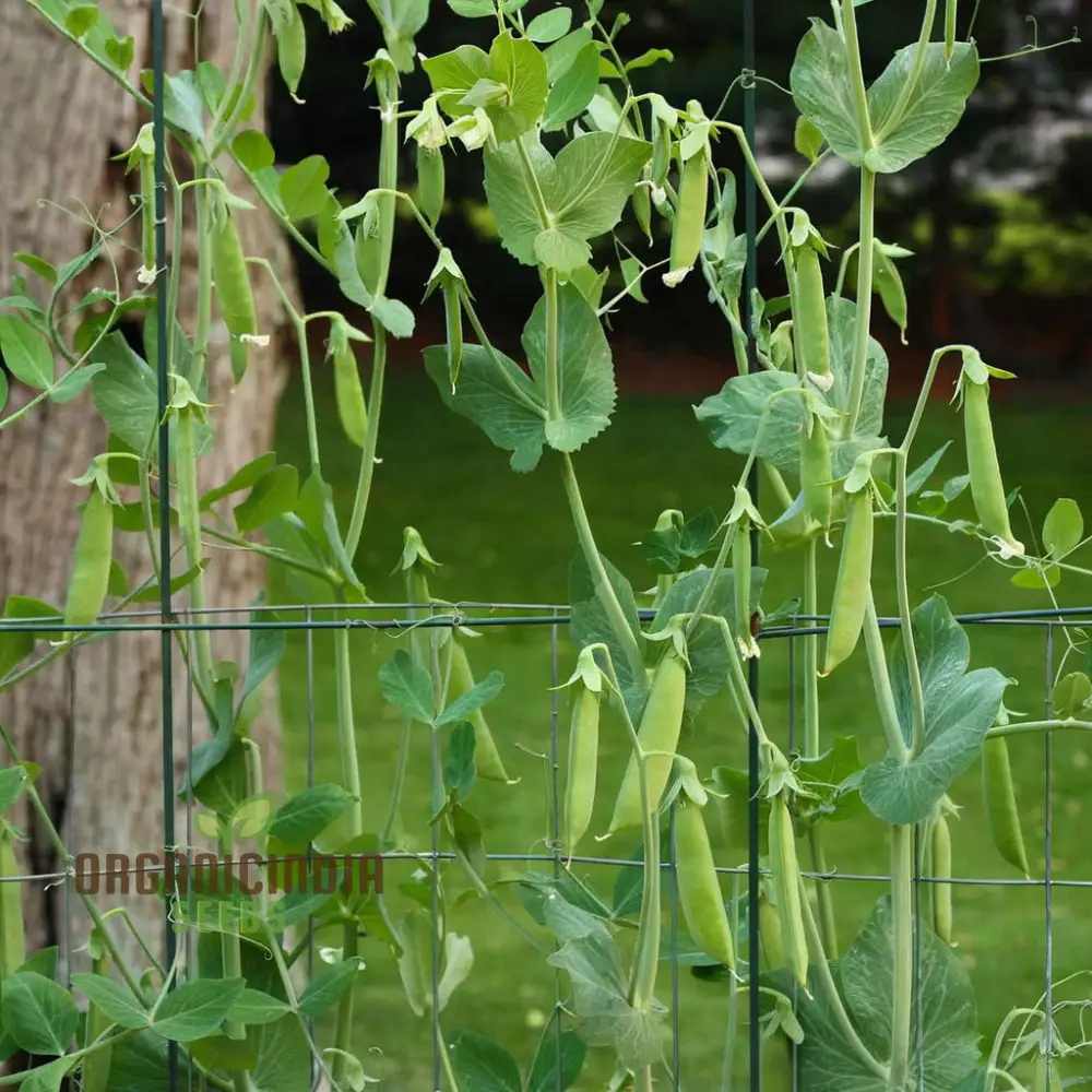 Sugar Snap Pea Seeds for Planting, Ideal for Vegetable Gardening and Home Gardens - Image 4