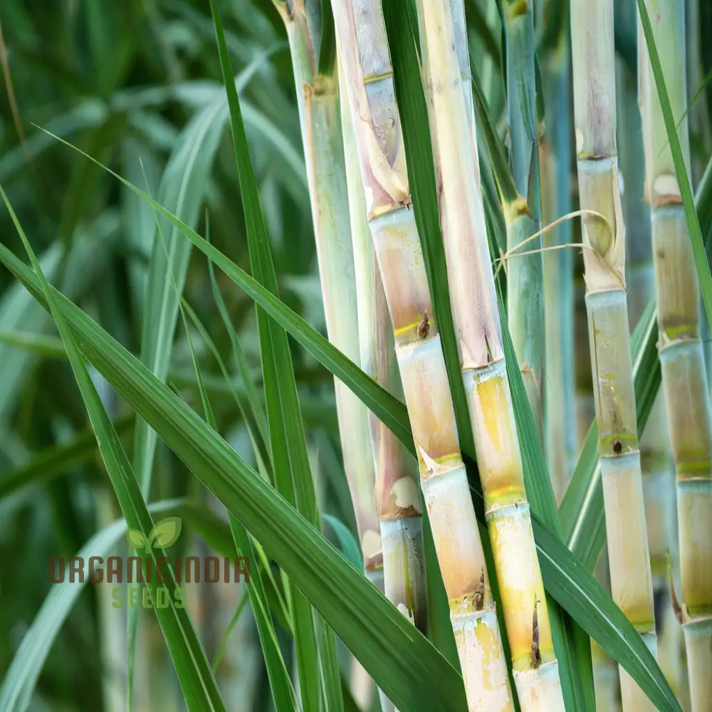 Sugarcane Planting Seeds and Gardening Made Easy for Bountiful Harvests