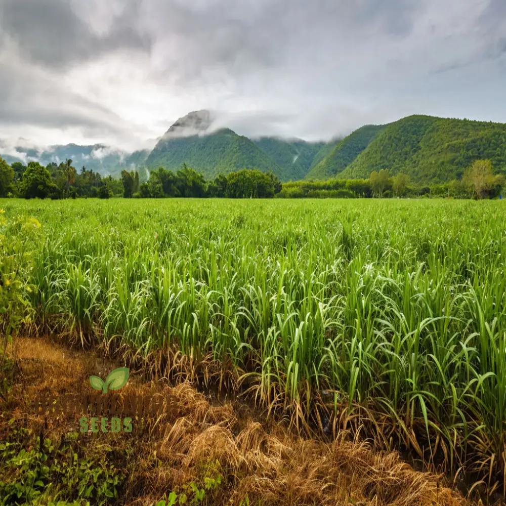 Sugarcane Planting Seeds and Gardening Made Easy for Bountiful Harvests - Image 4
