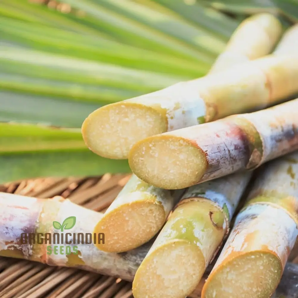 Sugarcane Planting Seeds and Gardening Made Easy for Bountiful Harvests - Image 5