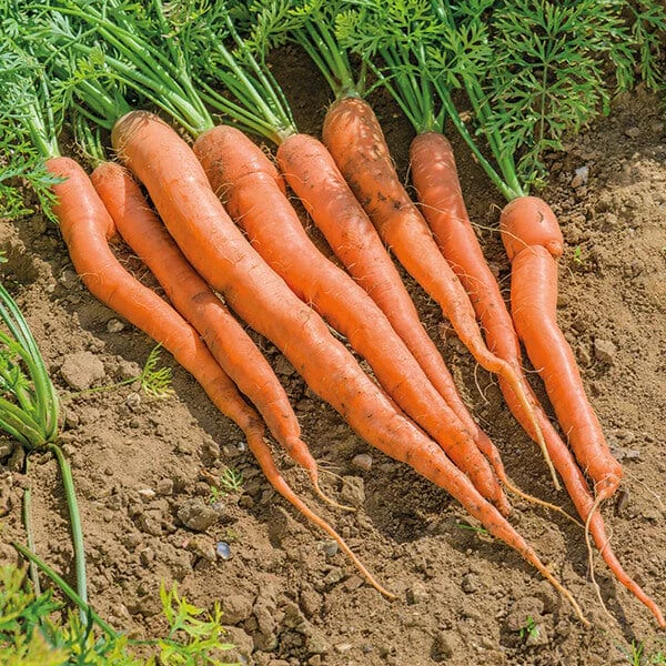 Sugarsnax 54 Carrot Seeds – Sweet, Crisp & High-Yield Variety - Image 2