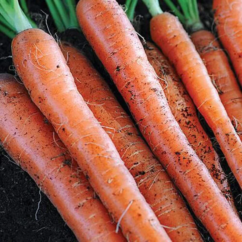 Sugarsnax 54 Carrot Seeds – Sweet, Crisp & High-Yield Variety - Image 3
