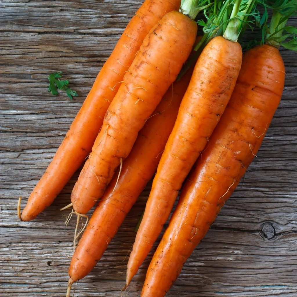 Sugarsnax 54 Carrot Seeds – Sweet, Crisp & High-Yield Variety - Image 4