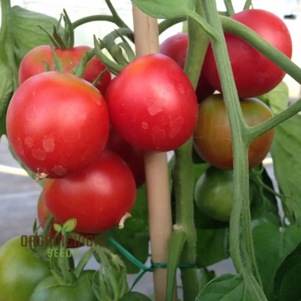 Summer Frolic Tomato Seeds - Juicy and Flavorful Tomatoes for Your Summer Garden
