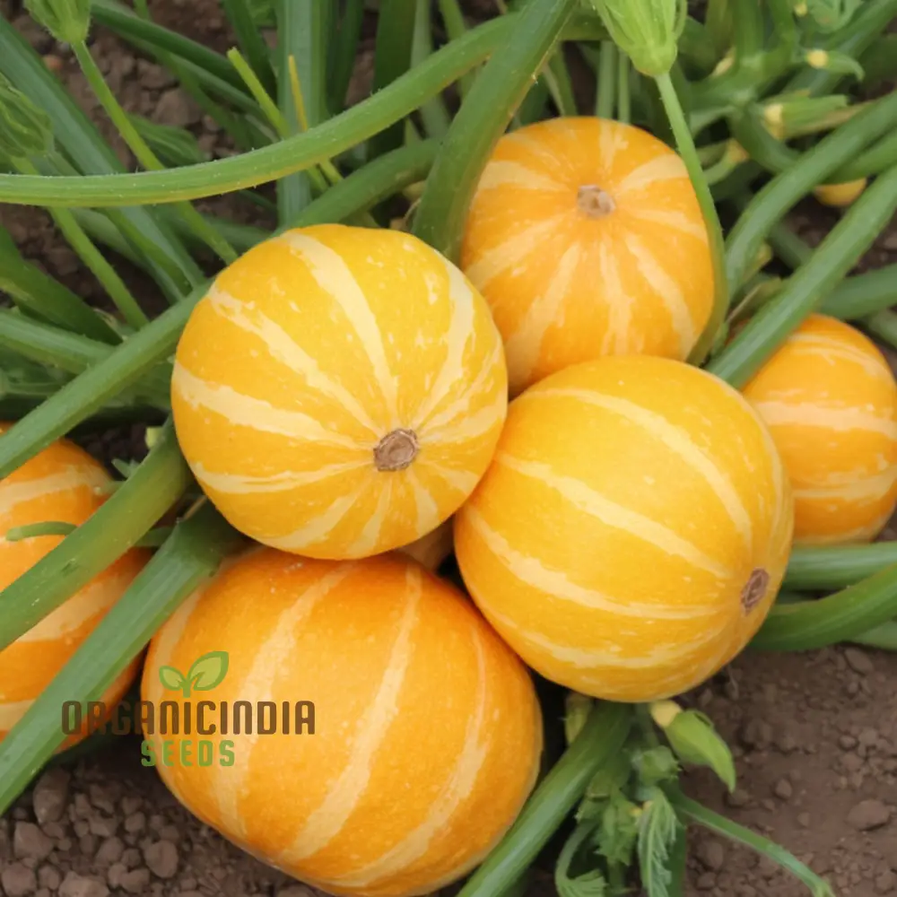 Summer Holiday Courgette Seeds - Abundant and Flavorful Zucchini for Warm-Weather Gardens