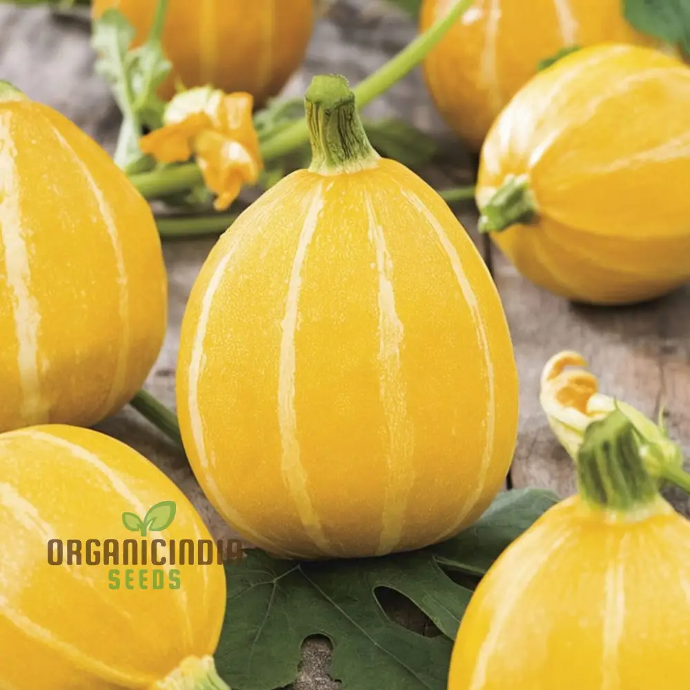 Summer Holiday Courgette Seeds - Abundant and Flavorful Zucchini for Warm-Weather Gardens - Image 3