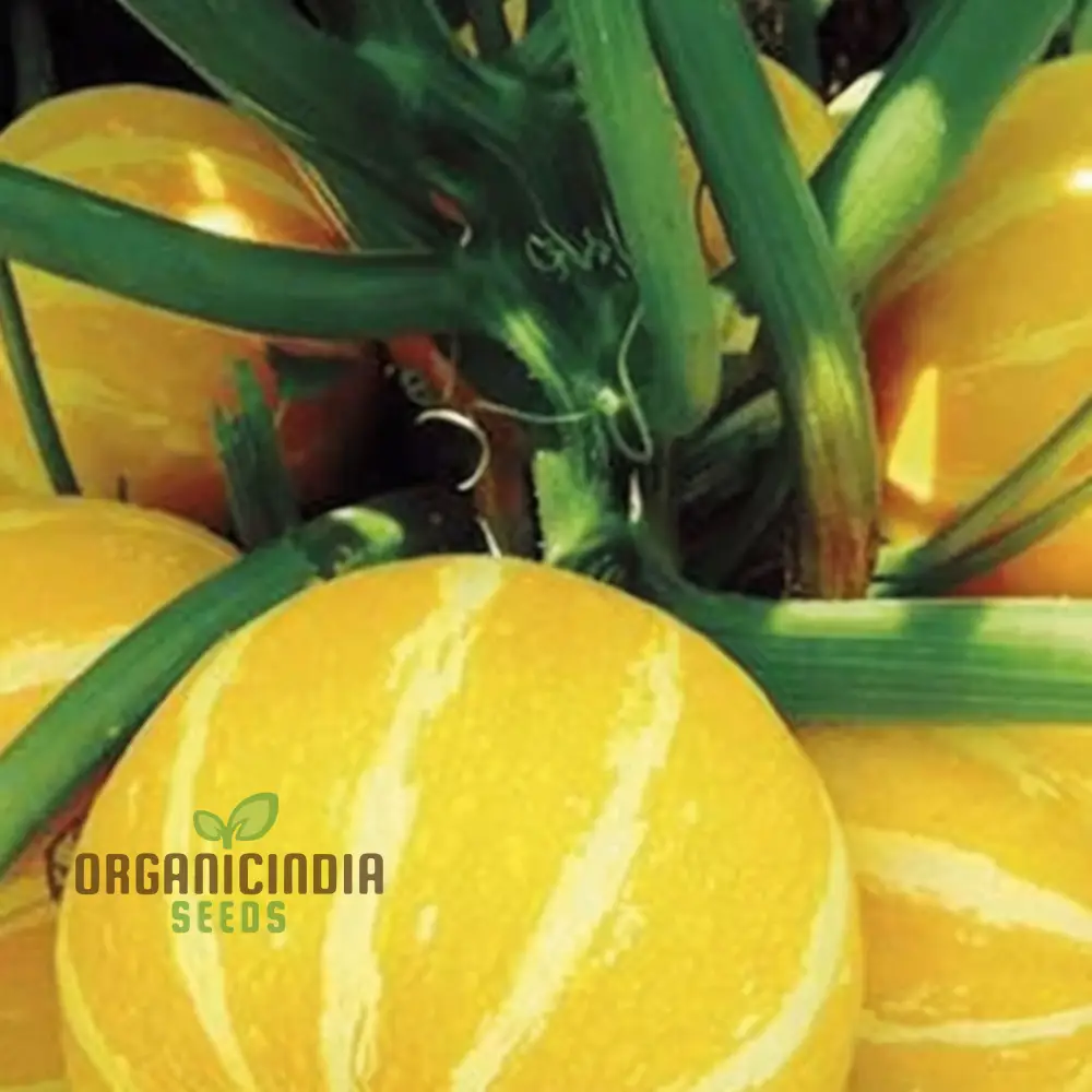 Summer Holiday Courgette Seeds - Abundant and Flavorful Zucchini for Warm-Weather Gardens - Image 4
