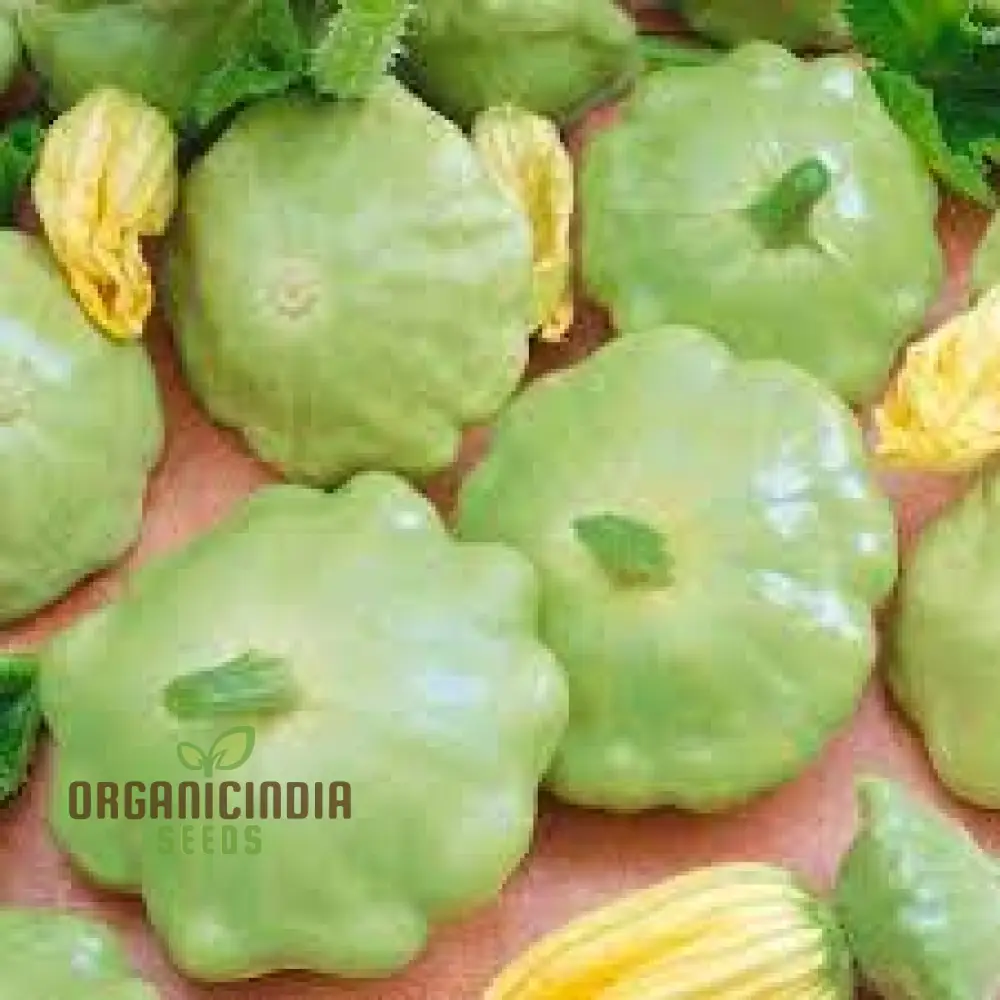 Summer Squash Seeds - Scallop Blend | Premium Gardening Seeds for Your Garden - Image 3