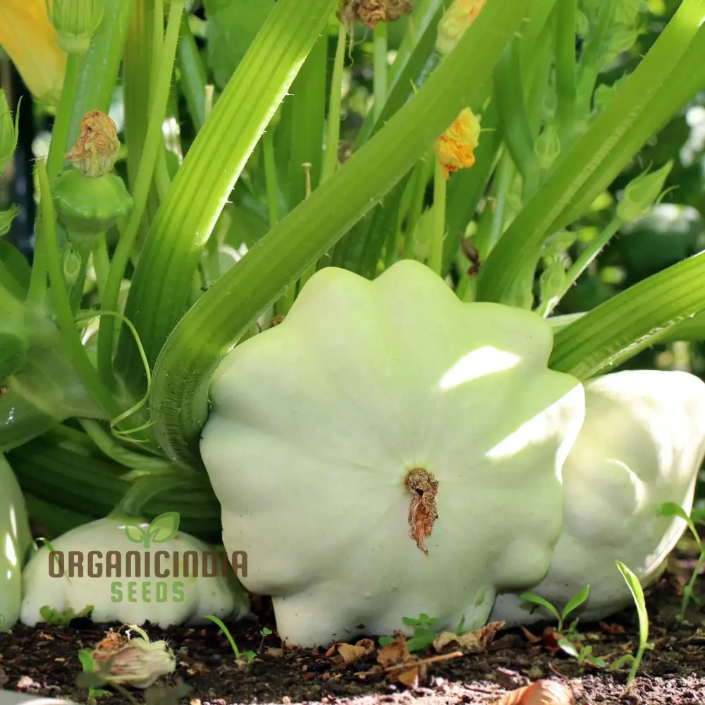 Summer Squash White Scallop Vegetable Seeds for Planting, High-Quality Seeds for Gardening, Perfect for Growing