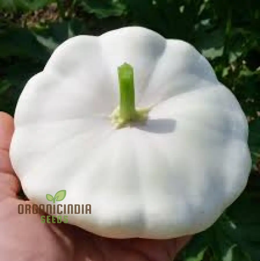 Summer Squash White Scallop Vegetable Seeds for Planting, High-Quality Seeds for Gardening, Perfect for Growing - Image 3