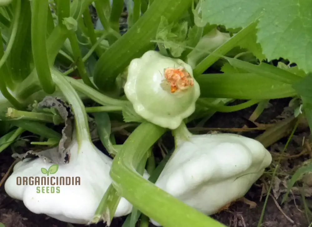 Summer Squash White Scallop Vegetable Seeds for Planting, High-Quality Seeds for Gardening, Perfect for Growing - Image 4