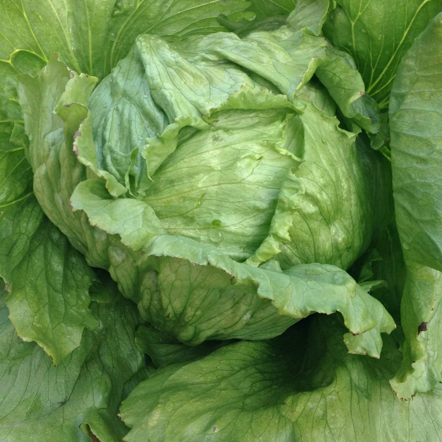 Summertime Lettuce Seeds - Fresh & Crisp Lettuce for Your Garden - Image 2