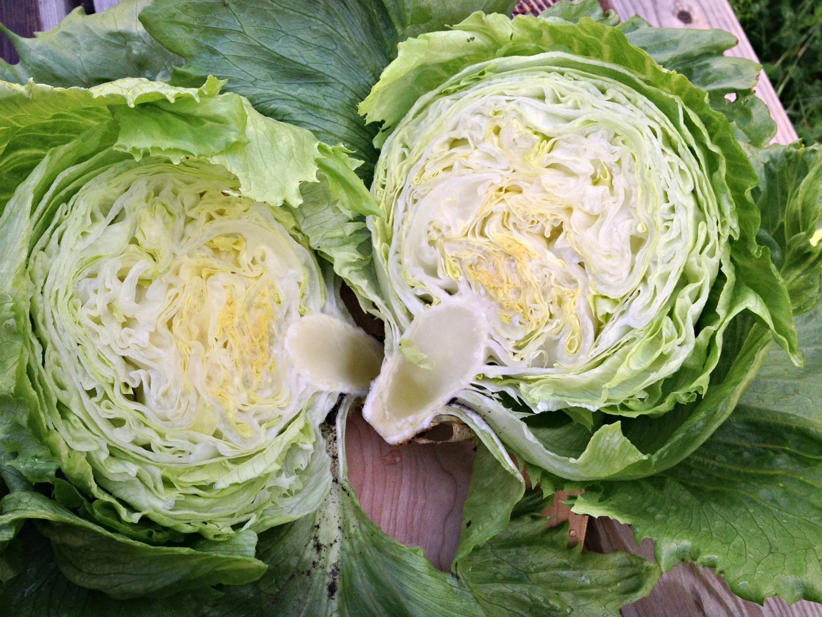 Summertime Lettuce Seeds - Fresh & Crisp Lettuce for Your Garden - Image 3