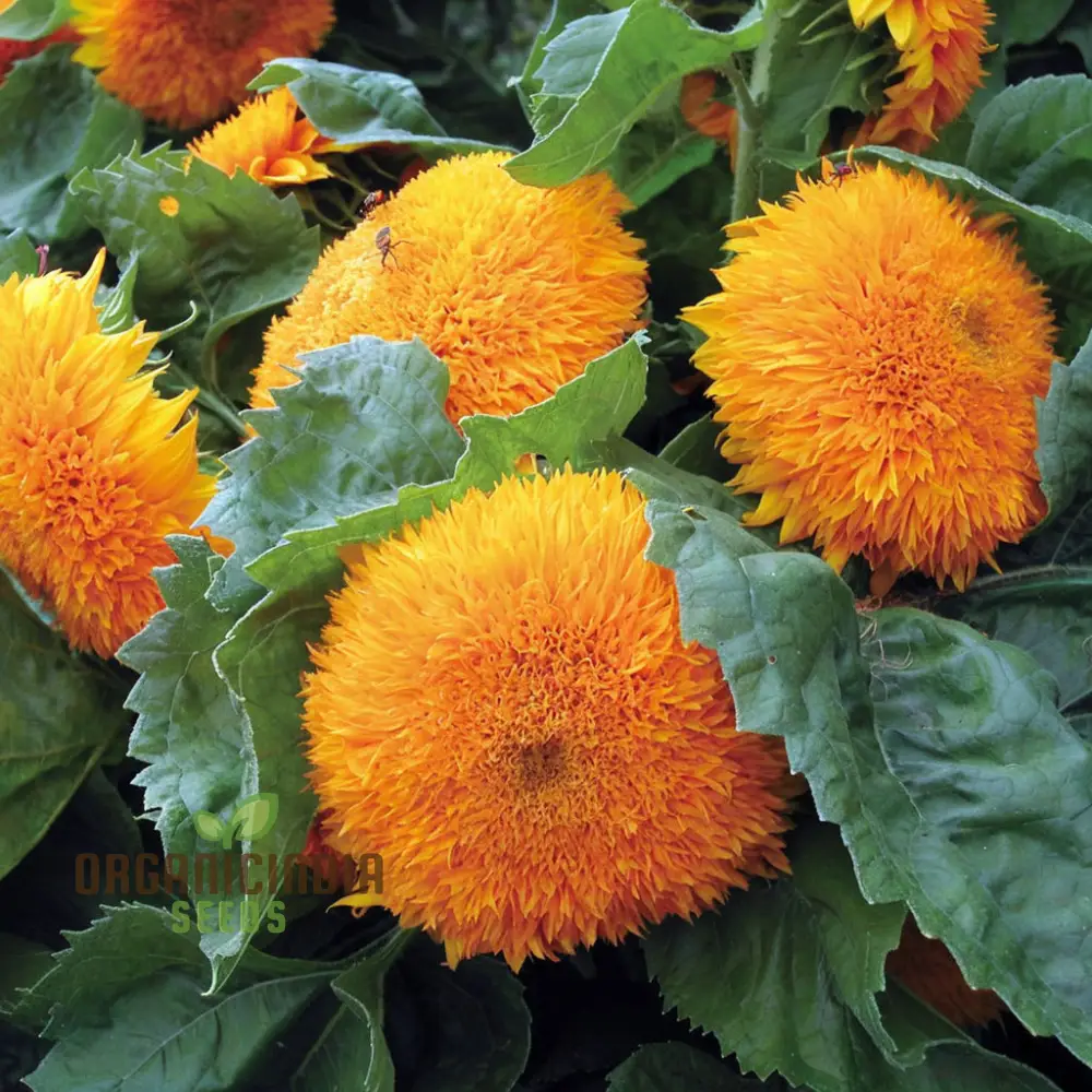 Sunflower DBL Orange Flower Seeds, Double Bloom, Vibrant Color Perfect for Gardens - Image 3