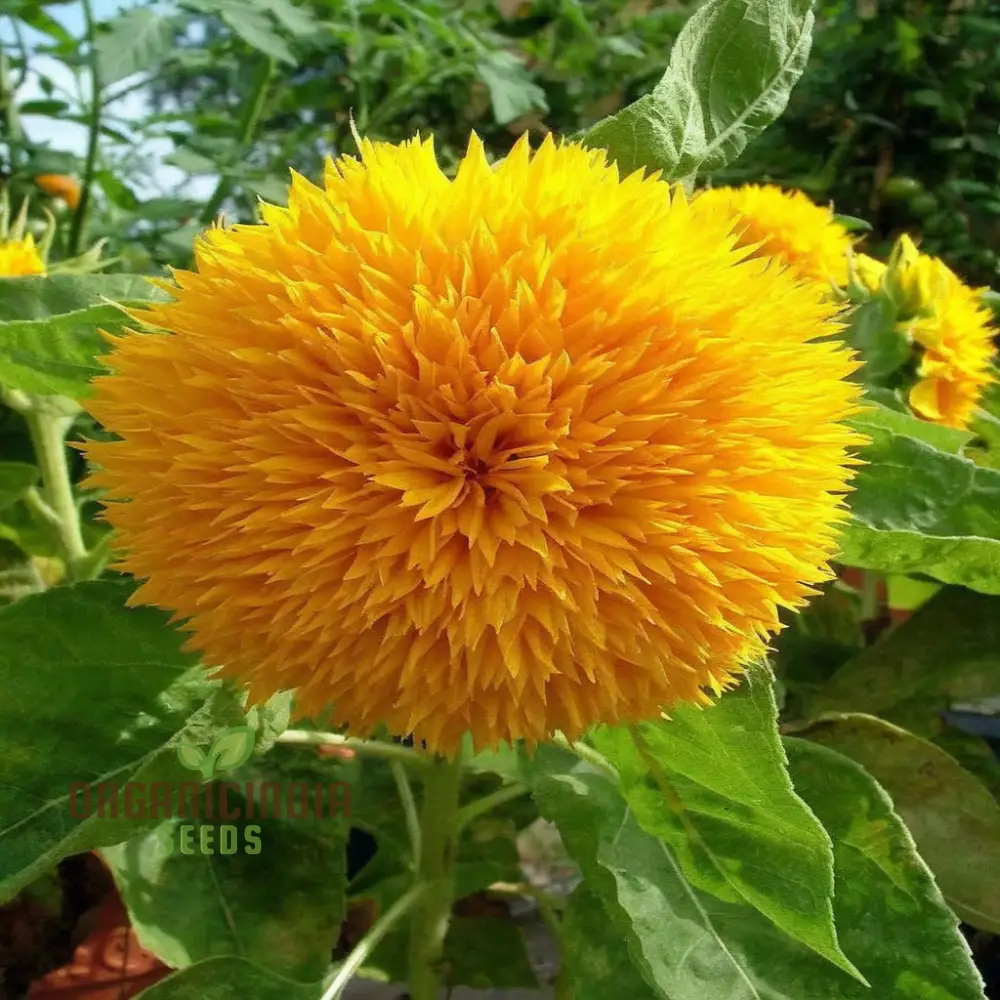 Sunflower DBL Orange Flower Seeds, Double Bloom, Vibrant Color Perfect for Gardens - Image 4