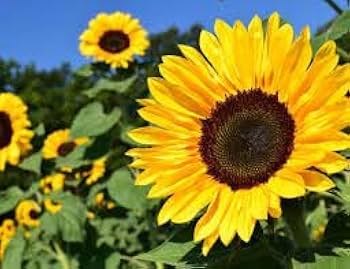 Sunflower Seeds – Tall Growing Variety for Vibrant Garden Blooms - Image 5