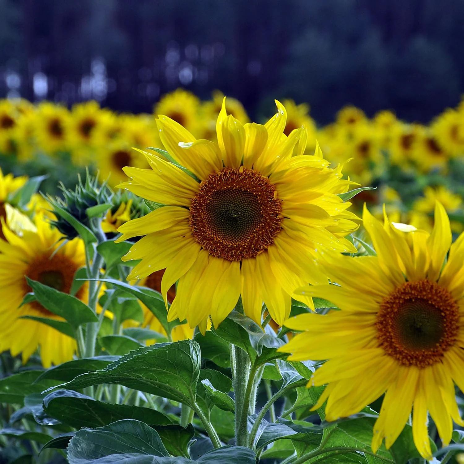 Sunflower Seeds – Tall Growing Variety for Vibrant Garden Blooms - Image 6