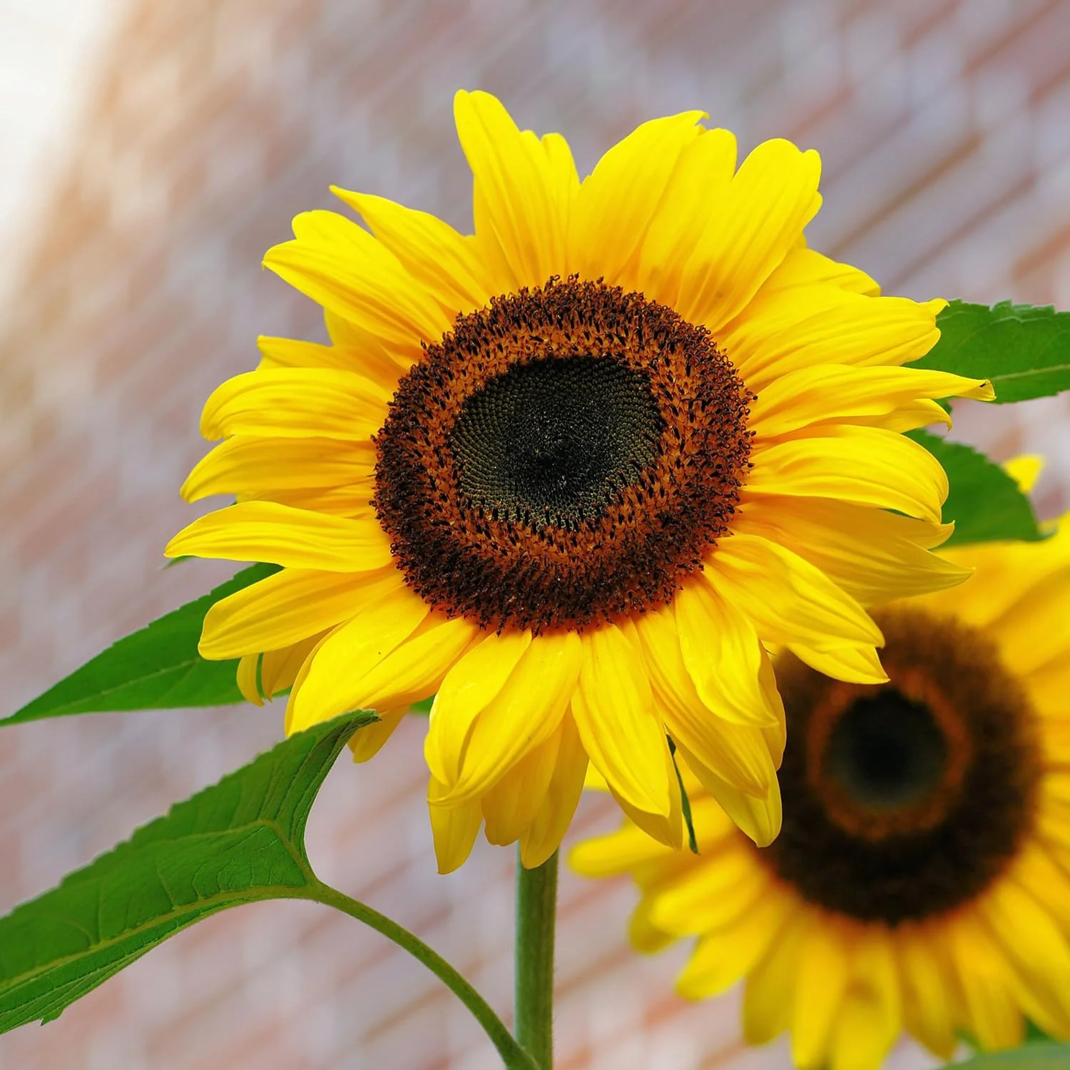 Sunflower Seeds – Tall Growing Variety for Vibrant Garden Blooms - Image 7
