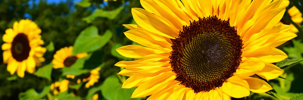 Sunflower Seeds – Tall Growing Variety for Vibrant Garden Blooms - Image 8
