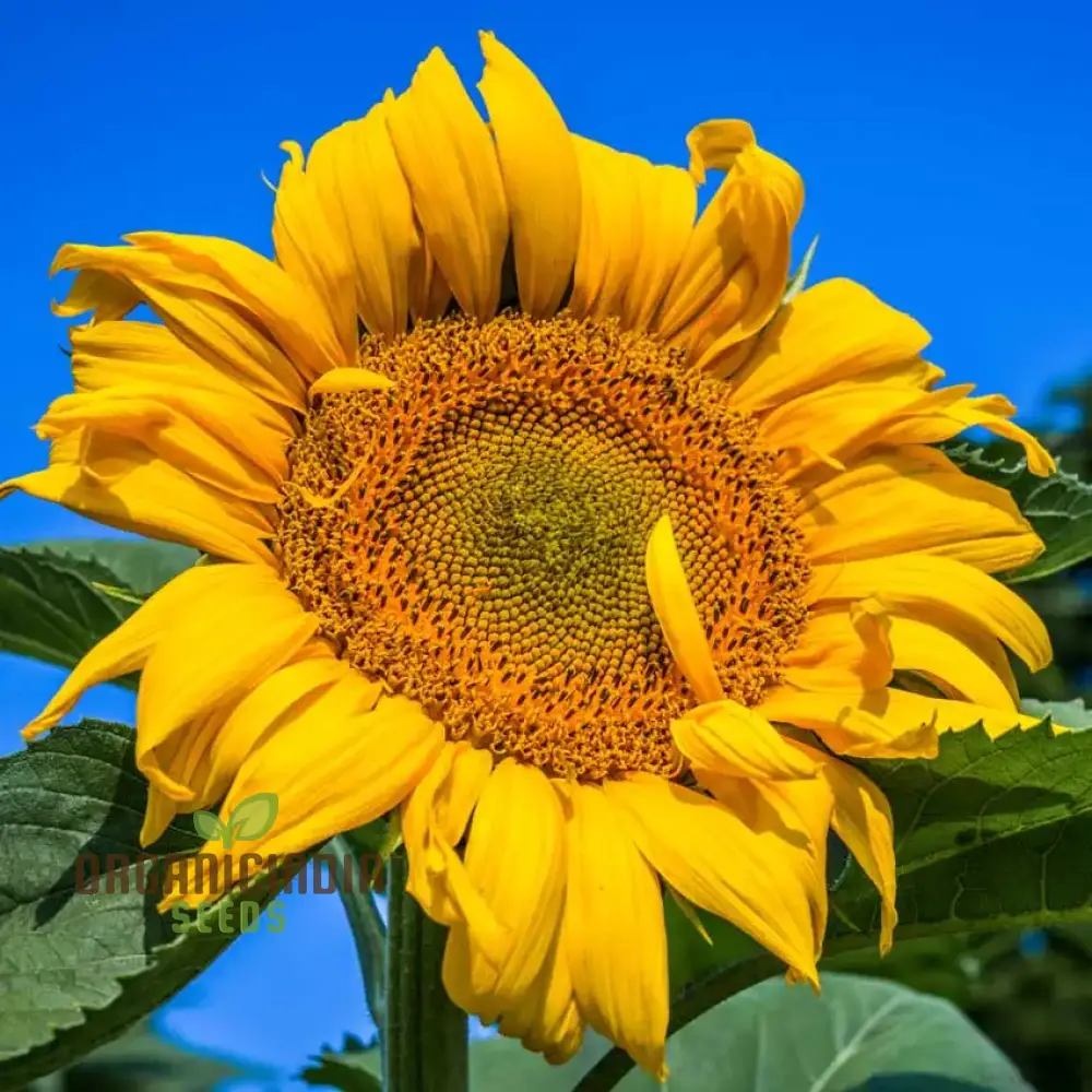 Sunflower Mongolian Giant Seeds - Grow Enormous and Majestic Mongolian Giant Sunflowers in Your Garden - Image 3