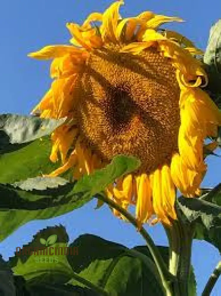 Sunflower Mongolian Giant Seeds - Grow Enormous and Majestic Mongolian Giant Sunflowers in Your Garden - Image 4