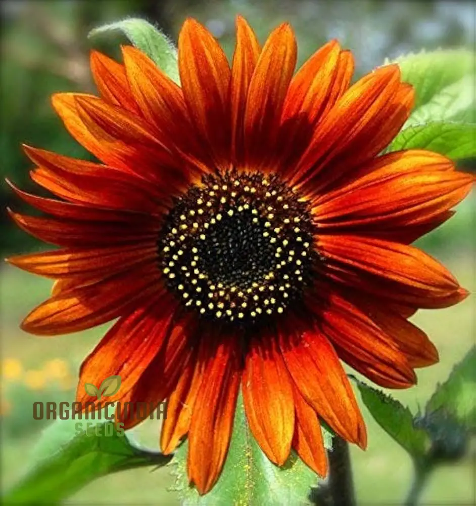 Sunflower Seeds Mix - Here Comes The Sun for a Vibrant Garden of Bright Blooms - Image 3