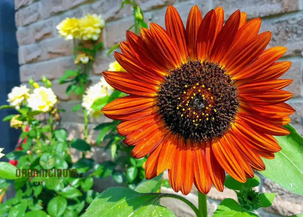Sunflower Seeds Mix - Here Comes The Sun for a Vibrant Garden of Bright Blooms - Image 4