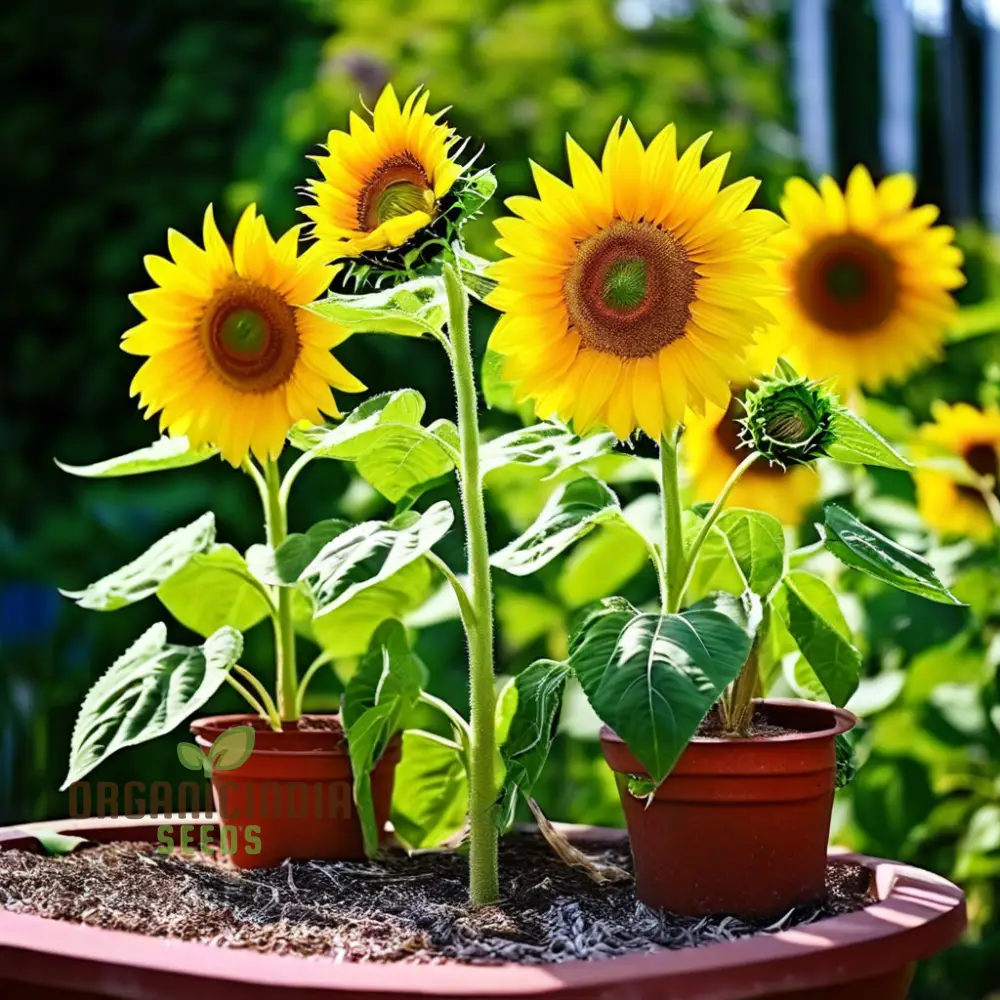 Sunflower Seed Mix – Premium Garden Blooms for Planting - Image 3