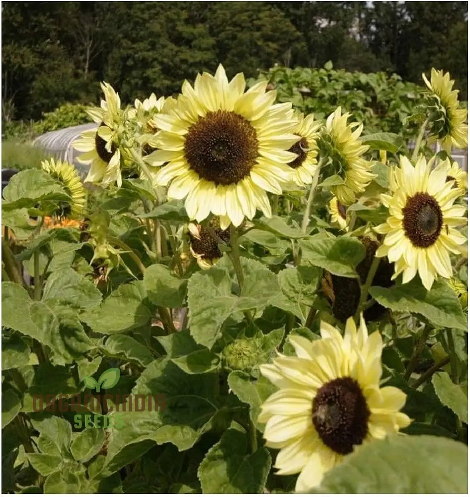 Sunflower Seeds, Lemon Striker Flower Seeds Perfect for Gardening Enthusiasts and Vibrant Garden - Image 3