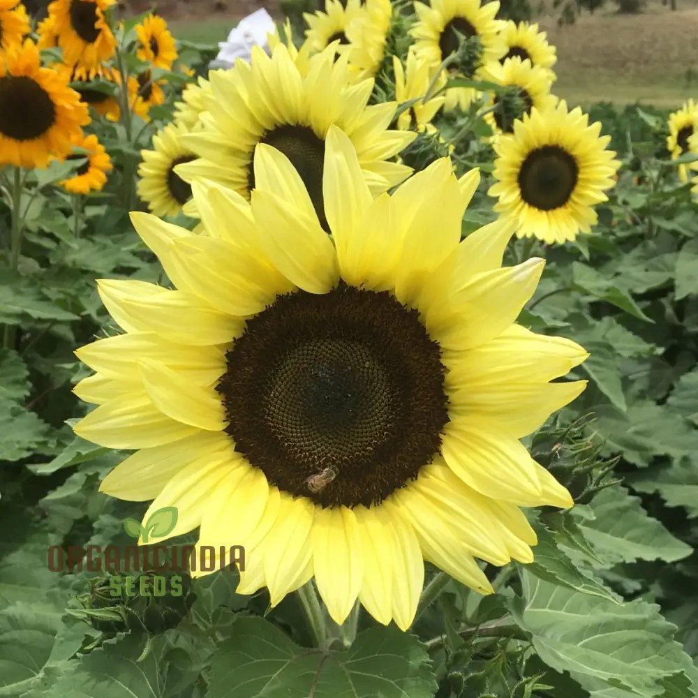 Sunflower Seeds, Lemon Striker Flower Seeds Perfect for Gardening Enthusiasts and Vibrant Garden - Image 4