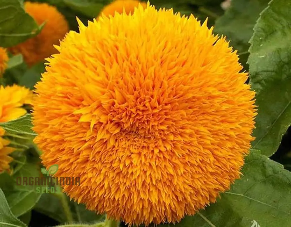 Sunflower Seeds - Orange Sun, Vibrant Orange Sunflowers for a Stunning Garden Display - Image 3