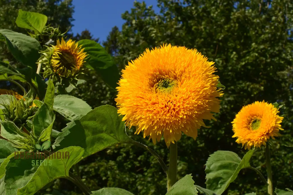Sunflower Seeds - Orange Sun, Vibrant Orange Sunflowers for a Stunning Garden Display - Image 4