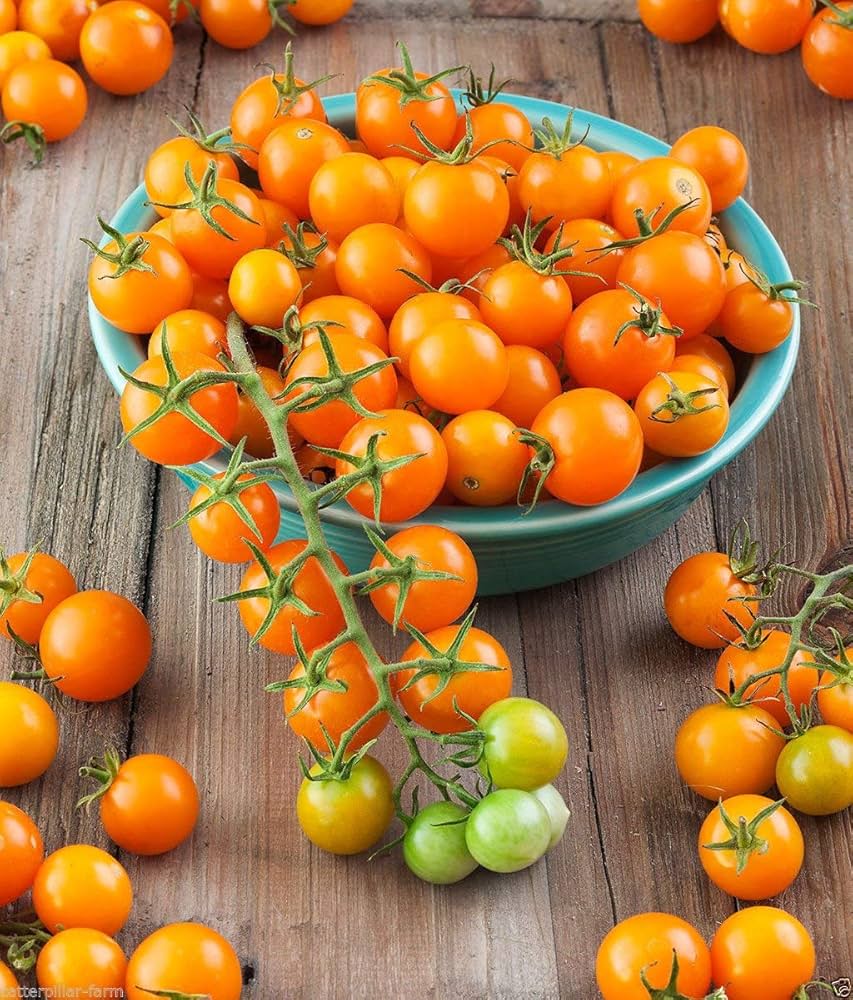 Sungold Tomato Seeds – Sweet & Juicy Golden Cherry Tomatoes - Image 2