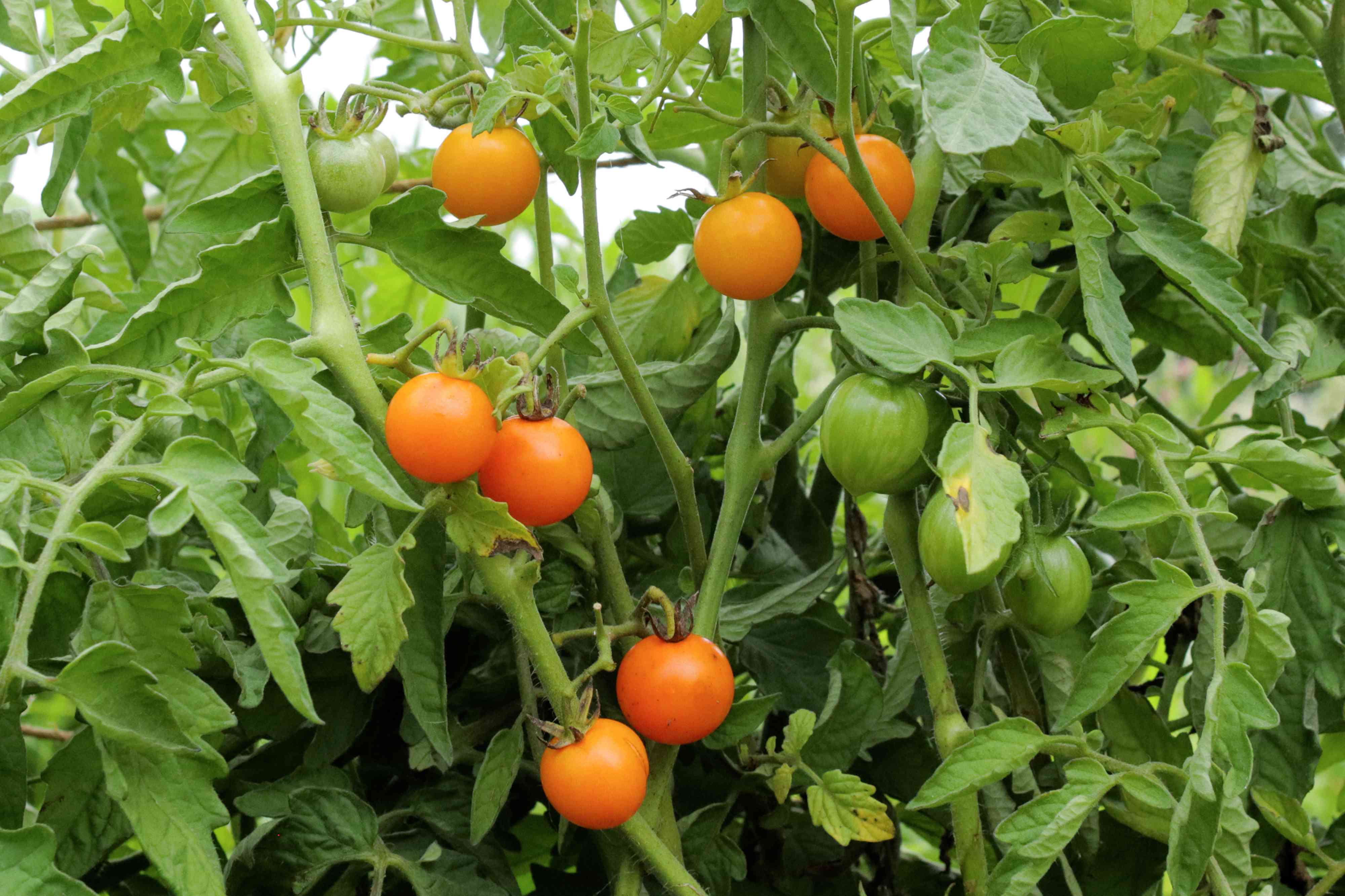 Sungold Tomato Seeds – Sweet & Juicy Golden Cherry Tomatoes - Image 3