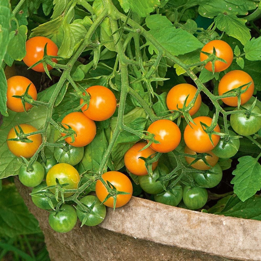 Sungold Tomato Seeds – Sweet & Juicy Golden Cherry Tomatoes - Image 4