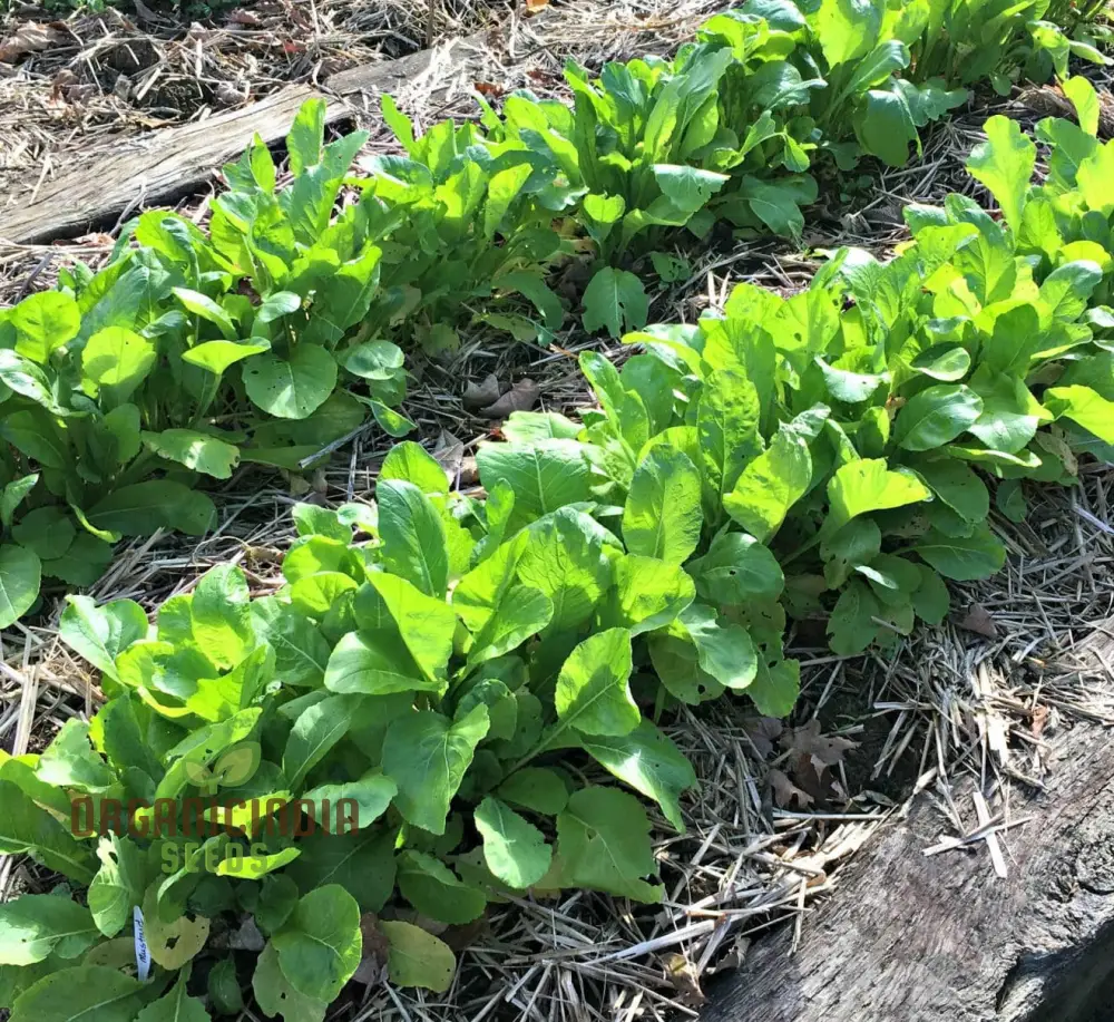 Sunny Spice Mustard Greens Seeds, Cultivate Flavorful Greens for Homegrown Delight - Image 3