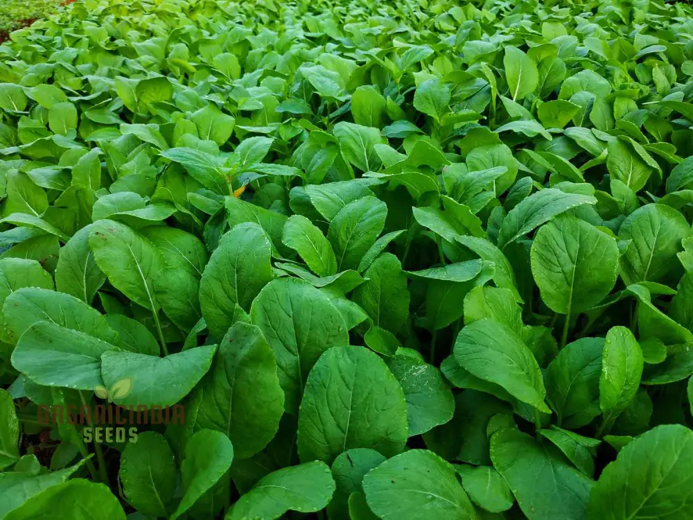 Sunny Spice Mustard Greens Seeds, Cultivate Flavorful Greens for Homegrown Delight - Image 4