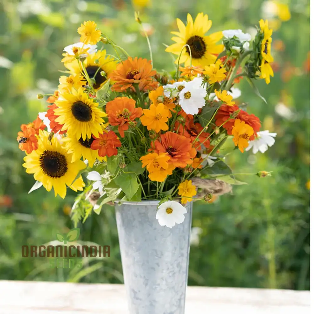 Sunset Mix - Orange, Yellow & White Flower Seeds Blend for a Gorgeous Garden Display