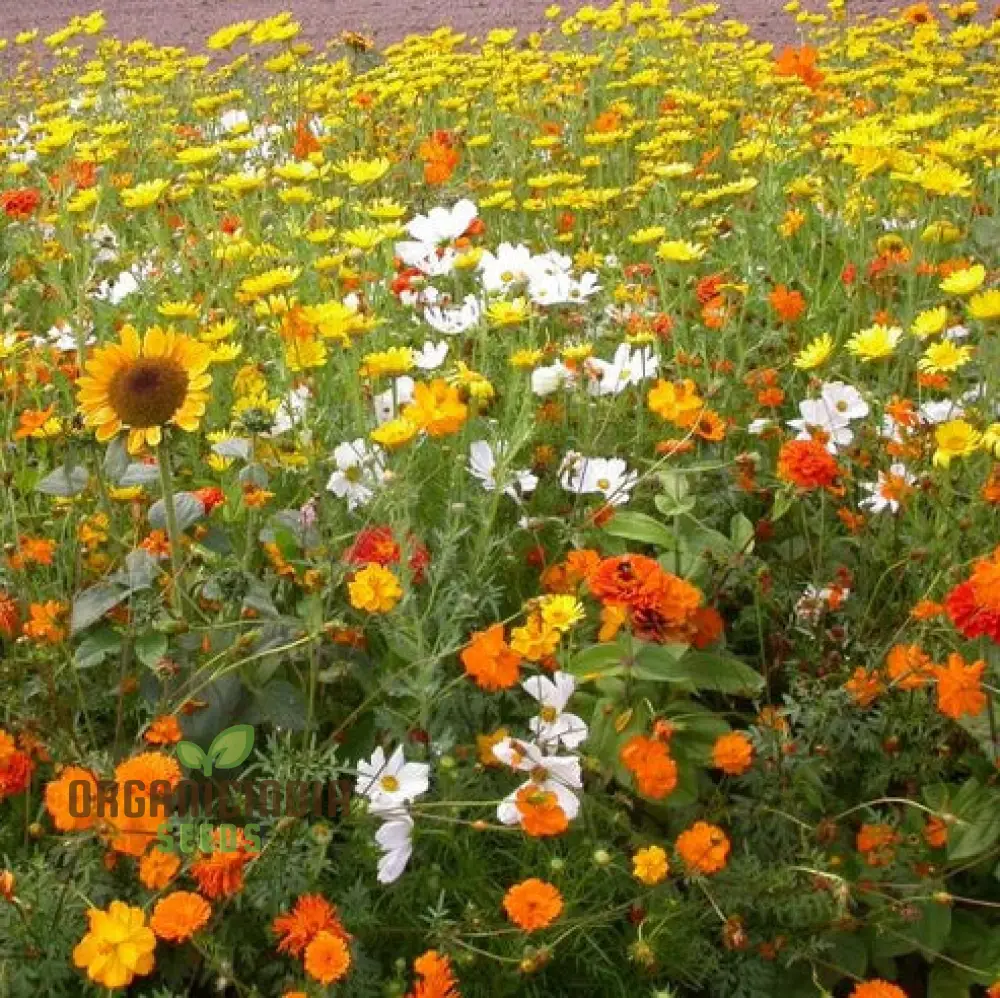 Sunset Mix - Orange, Yellow & White Flower Seeds Blend for a Gorgeous Garden Display - Image 3