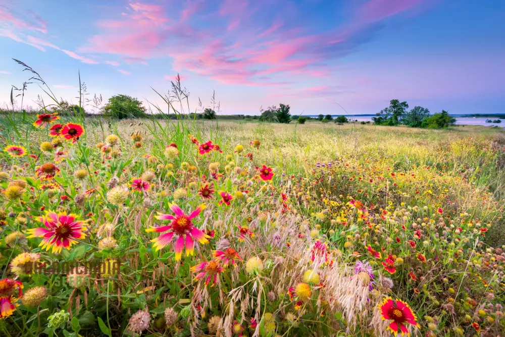 Sunset Mix - Orange, Yellow & White Flower Seeds Blend for a Gorgeous Garden Display - Image 4