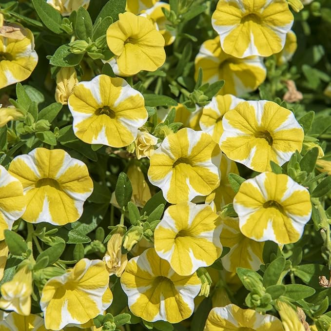 Superbells Lemon Slice Calibrachoa Seeds – Vibrant Trailing Annual for Containers