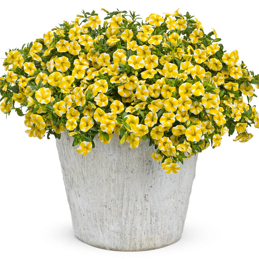 Superbells Lemon Slice Calibrachoa Seeds – Vibrant Trailing Annual for Containers - Image 2