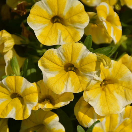Superbells Lemon Slice Calibrachoa Seeds – Vibrant Trailing Annual for Containers - Image 3