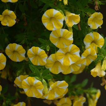 Superbells Lemon Slice Calibrachoa Seeds – Vibrant Trailing Annual for Containers - Image 4