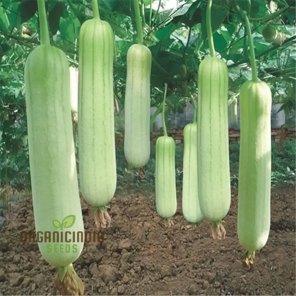 Elite High-Germination Luffa Vegetable Seeds Cultivate Superior, Lush Sprouts for Your Garden