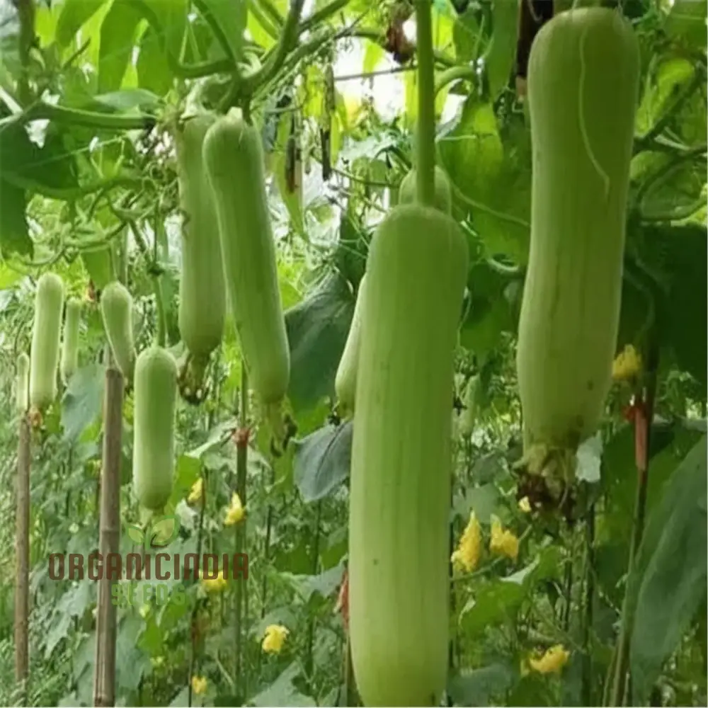 Elite High-Germination Luffa Vegetable Seeds Cultivate Superior, Lush Sprouts for Your Garden - Image 3
