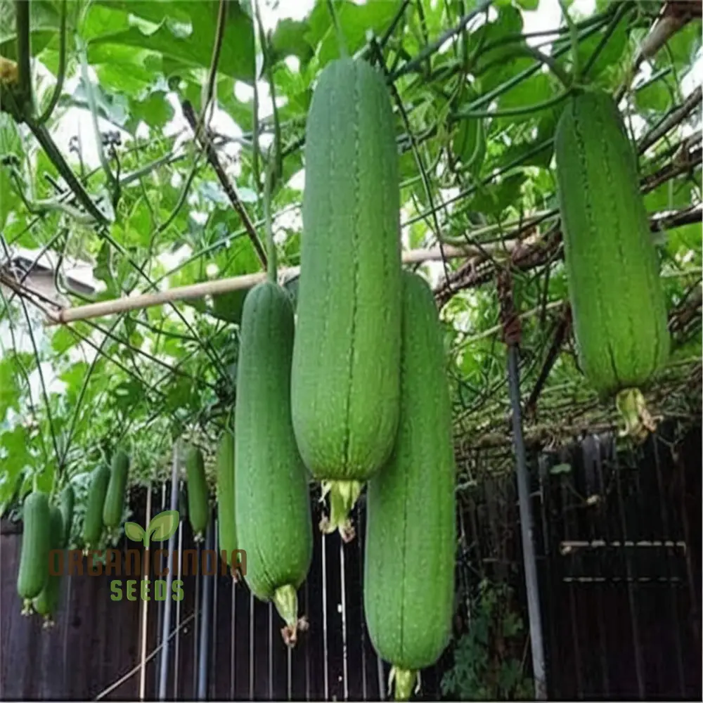 Elite High-Germination Luffa Vegetable Seeds Cultivate Superior, Lush Sprouts for Your Garden - Image 4