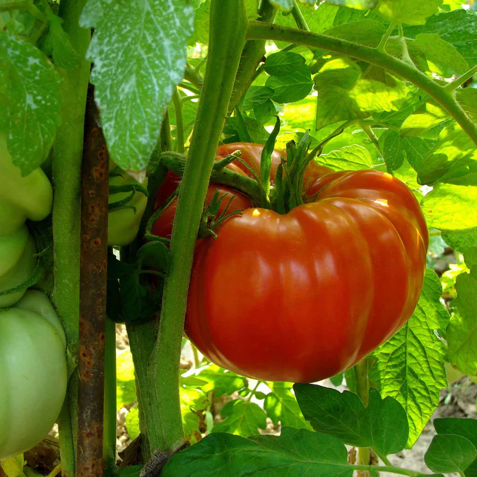 Supersteak Tomato Seeds – Giant Beefsteak Tomatoes for Juicy Harvests - Image 2